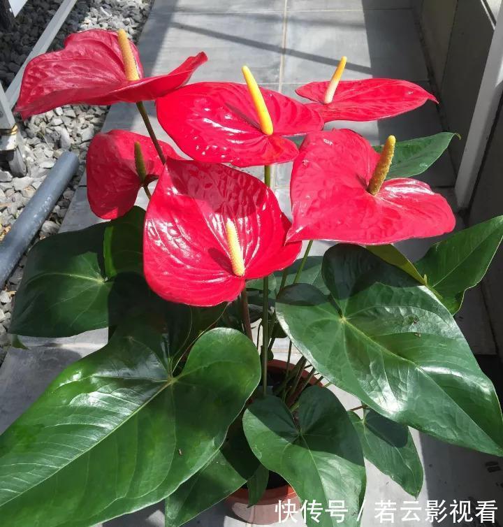 红掌|家里光照差，就选5种“耐阴花”，不用见太阳，花叶俱美，好运道