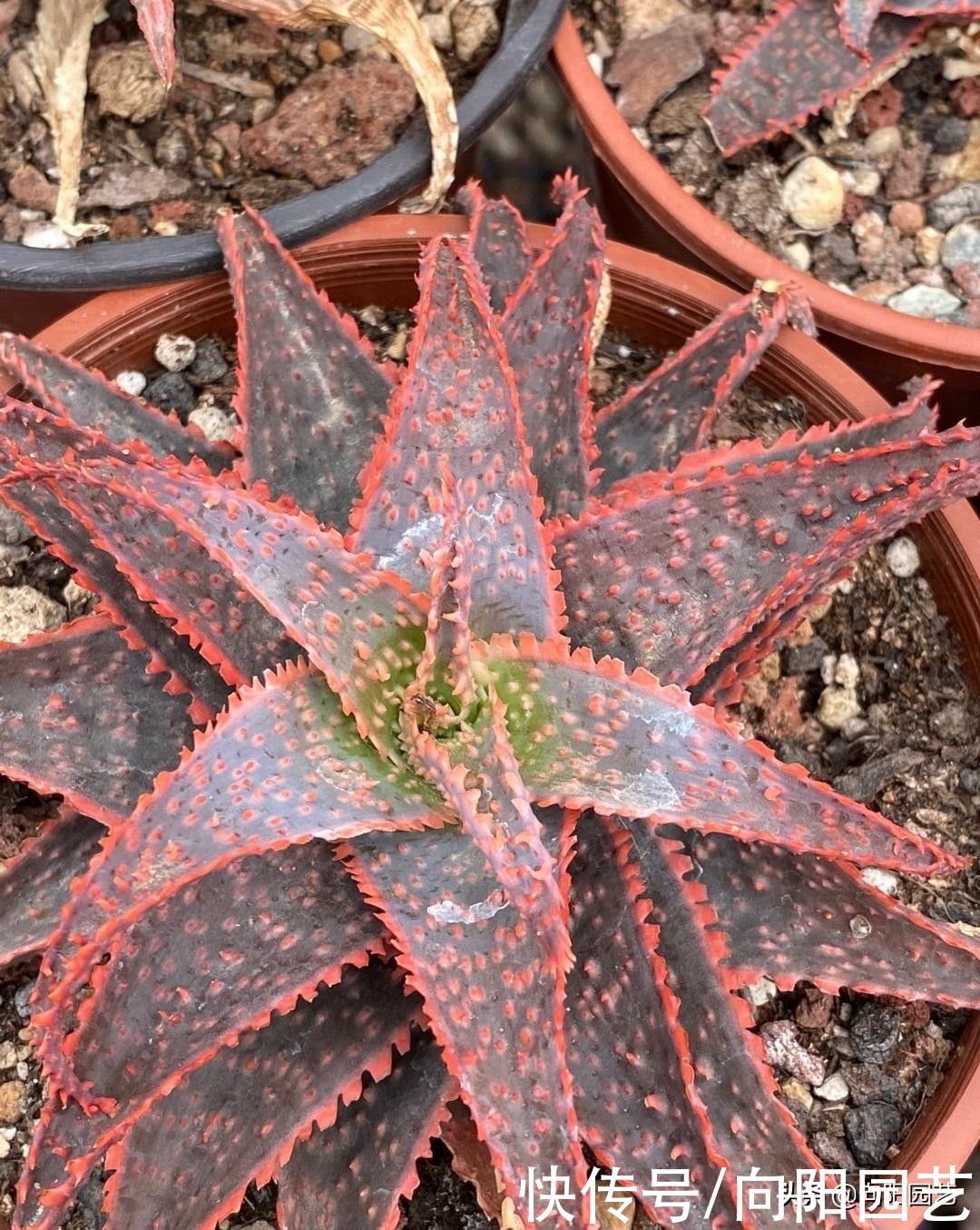 带花纹的圣诞芦荟，最好养的多肉，随意浇水，不挑环境很好养