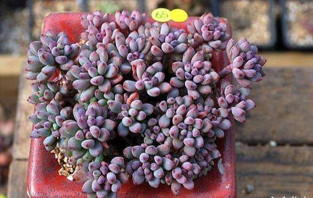 6种多肉，夏天“娇滴滴”，浇水抖抖手，空盆一大半