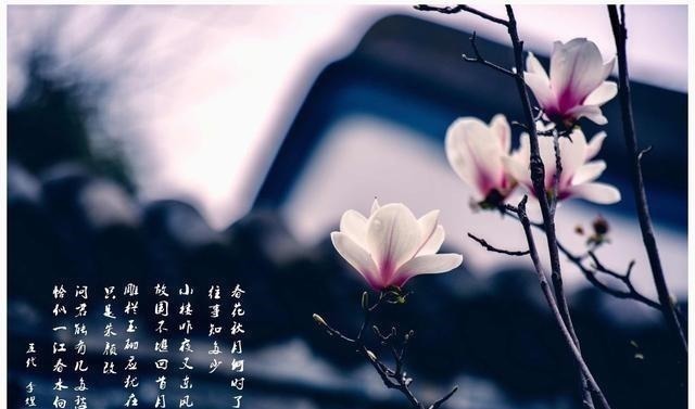 罗袖裛|李煜最肉麻的一首诗,写女子最美的部位,读完心里麻酥酥