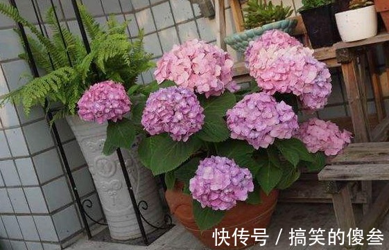 这九种花,随便扔土里,就能长成一片,开花不断