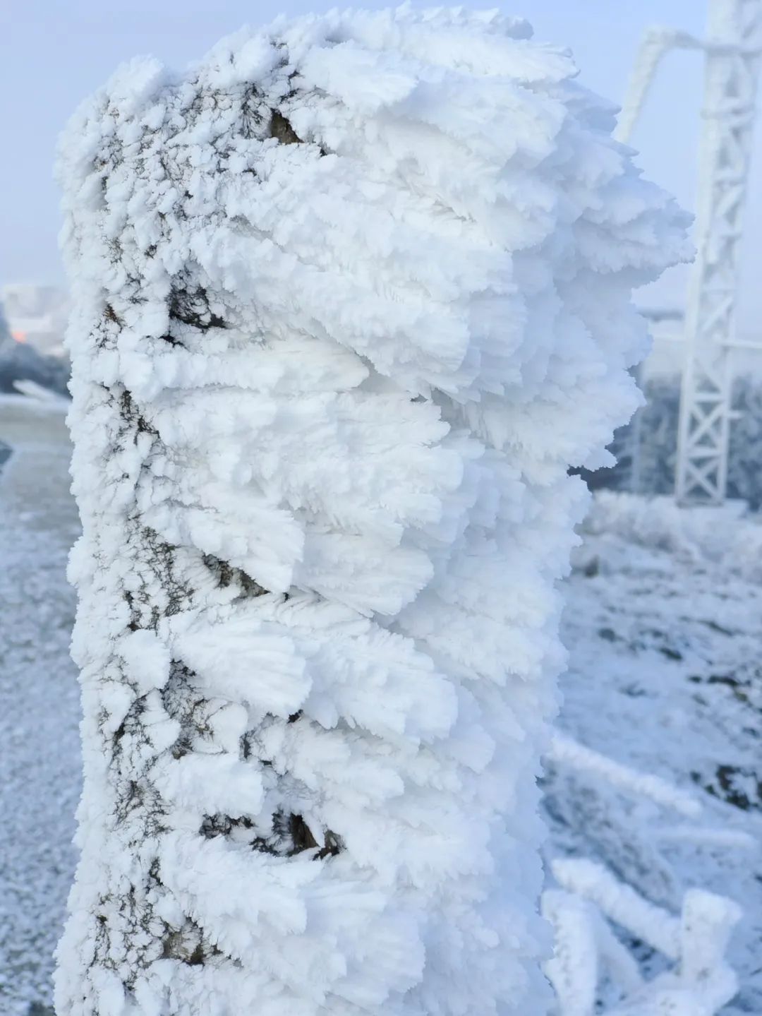 雪景|太美了！台州最新雪景！括苍山跌至-10℃，再现云海奇观（多图多视频）