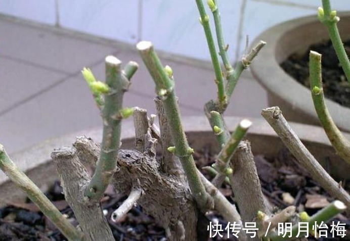 维生素b12|想要“茉莉花”开花多，做好“三点”，轻松爆满盆，满屋飘香！