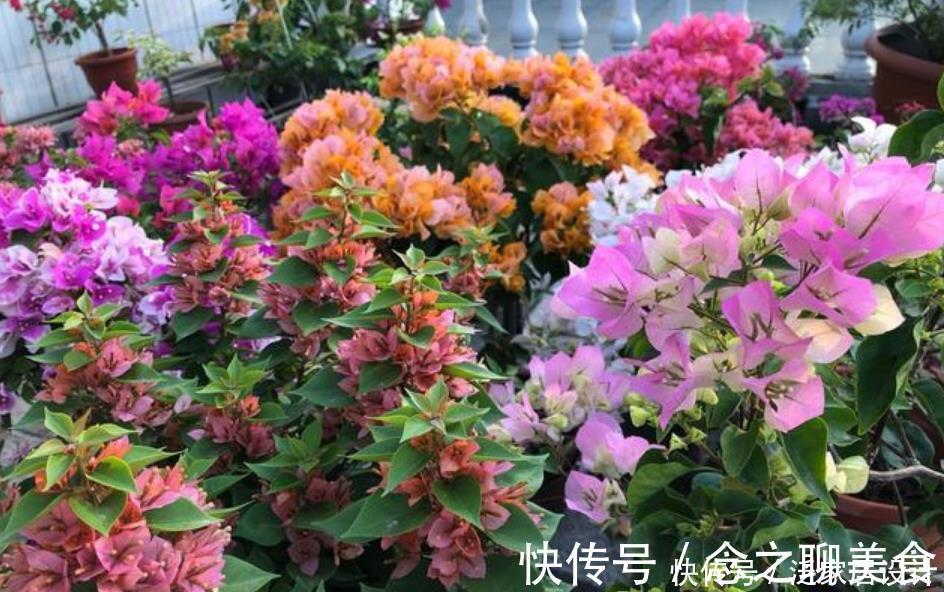 养花公认“最美”4种花,美不胜收,特别适合养花新手!