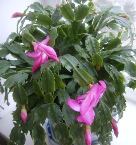 养蟹爪兰、长寿花，老花匠用3个“小诀窍”，每盆提早1个月开花！