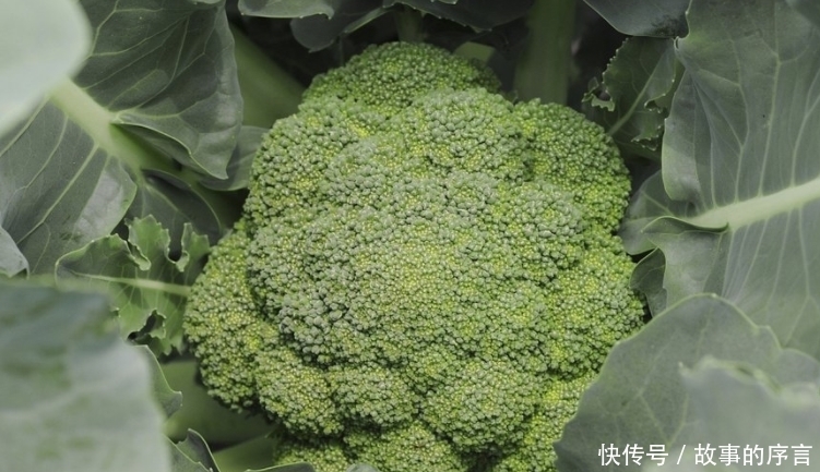 西兰花搭一宝，一起食用，食欲胃口好了，色斑