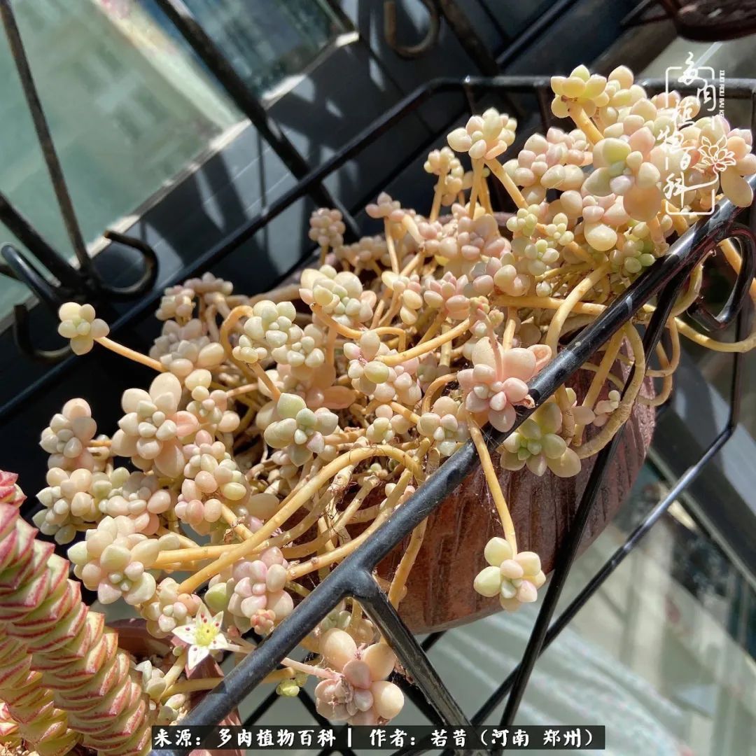 迷你小院儿,种满多肉、花草和蔬果,沉醉在自己的世外桃源!