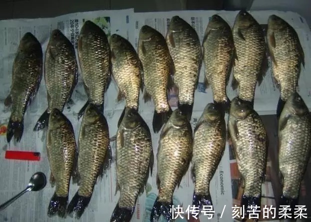 技巧|野钓大板鲫的黄金季节已到来,学会这些技巧,比黑坑都要钓的爽!