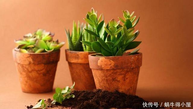 时间|换盆容易死?做到几点放心大胆换