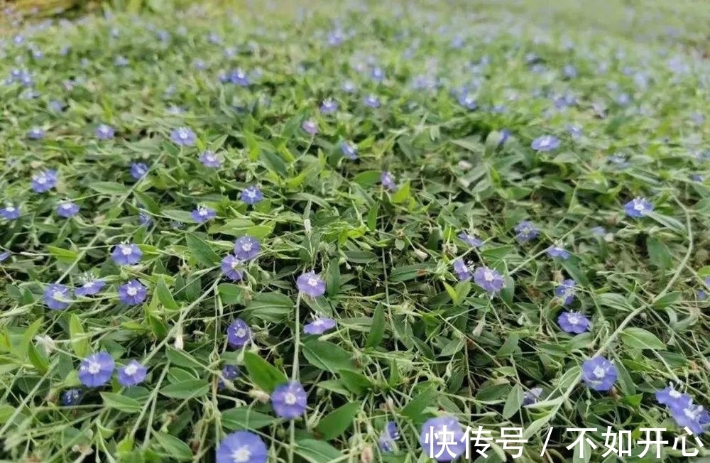 炖肉|农村一种奇特野草,香味似桂皮,用来炖鸡很美味,还能养胃健脾
