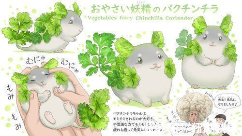 精灵|世界上最菜的狗能有多菜?这个日本人给出了意想不到的答案