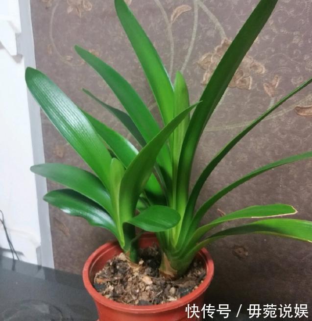 蟹爪兰不开花就关“小黑屋”,而君子兰不开花却得做好这些!