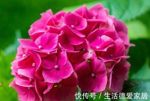 劳模|农历7月5号起，最适合养这些花，漂亮又好养，花中劳模