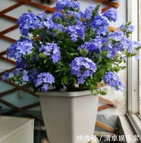 开花勤快，好养好看少病害，这两种“开花机器”，谁养谁爱！