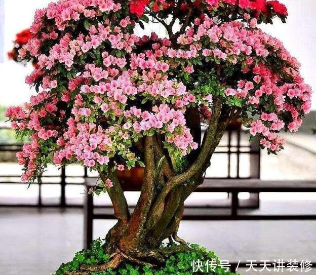 春天|春天养“3颗树”美观又耐阴,客厅摆1盆,能升档次还“旺人”