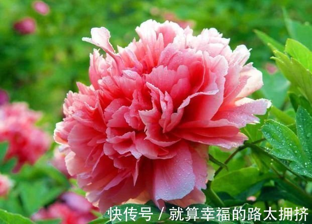 4种花被称“有钱花”,财运、福运滚滚来,不易生病好养护