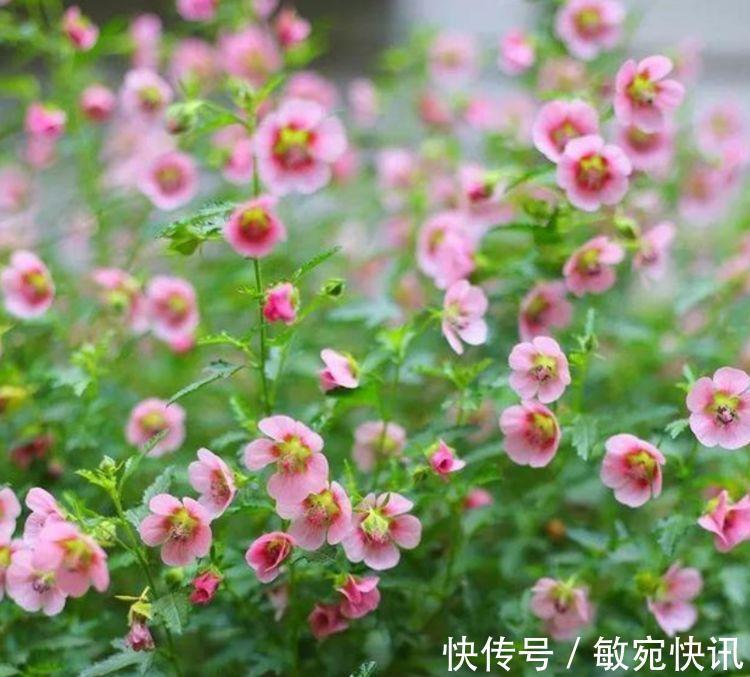 家里养此款花卉,便宜又好养,好养易爆盆,惊艳如花球,美翻了