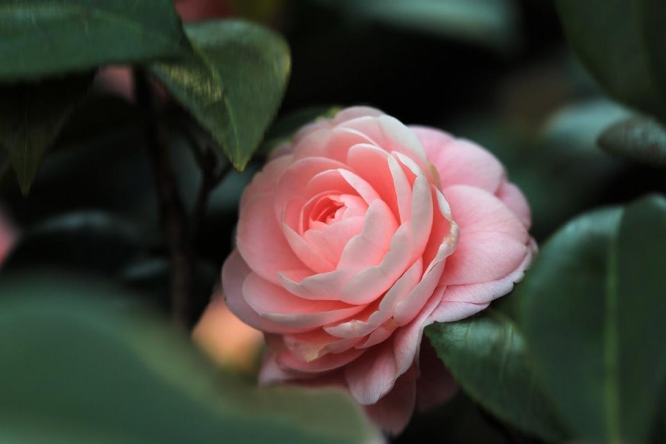 养茶花、君子兰，用上3种“酸酸汤”，盆土疏松，花开爆盆