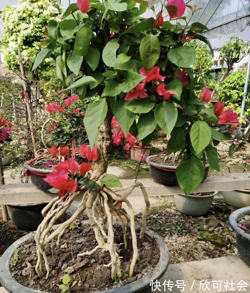 养了10年的三角梅，一年“修剪”5、6次，变成“老桩”盆景