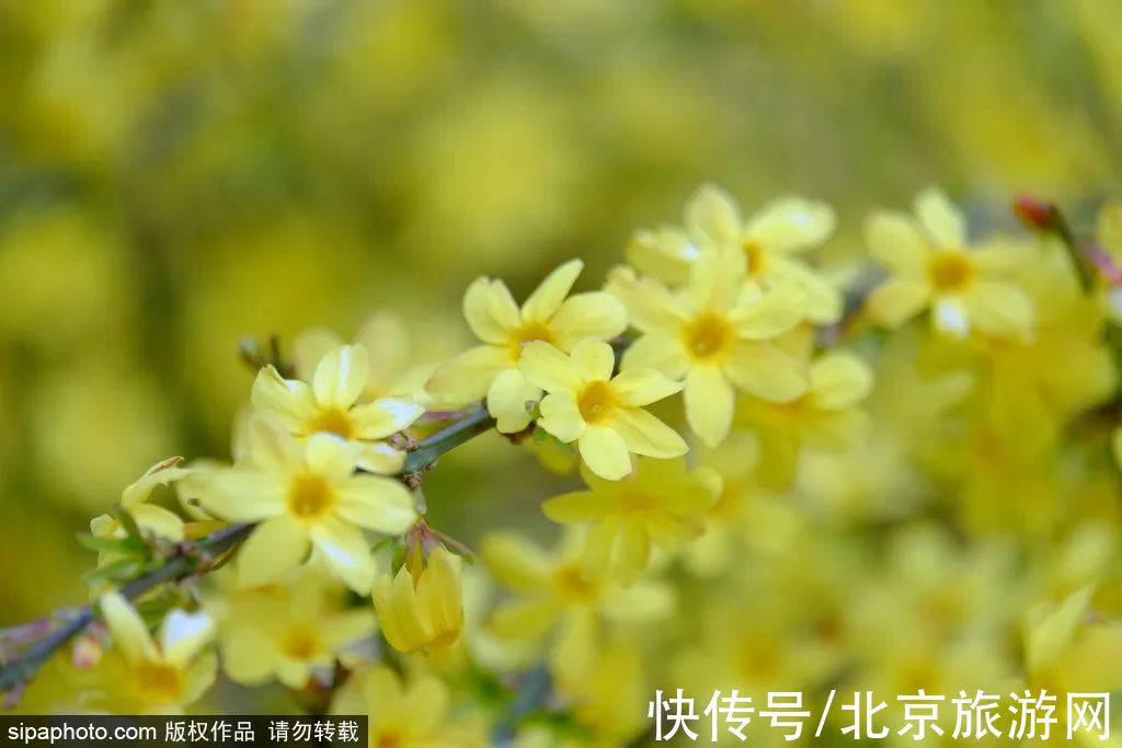 迎春花|虎年的迎春花开了！3月京城即将迎来颜值巅峰~