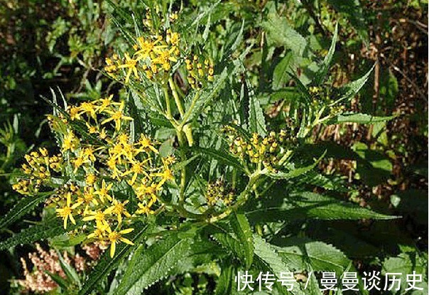 还魂草|乡下不起眼的“返魂草”,有如此多功效,为抗肿瘤的良药