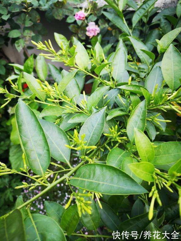 香水花|5种著名的“香水花”，满屋子都是香味，真是“活香水”