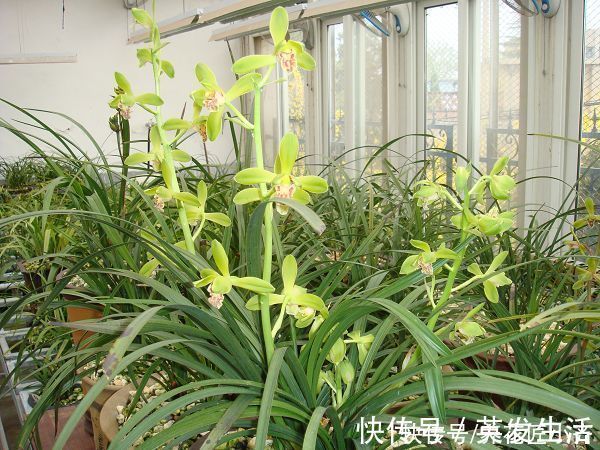 电风扇|养好蕙兰“四要素”缺一不可，特别记住最后一点，买家没有卖家精