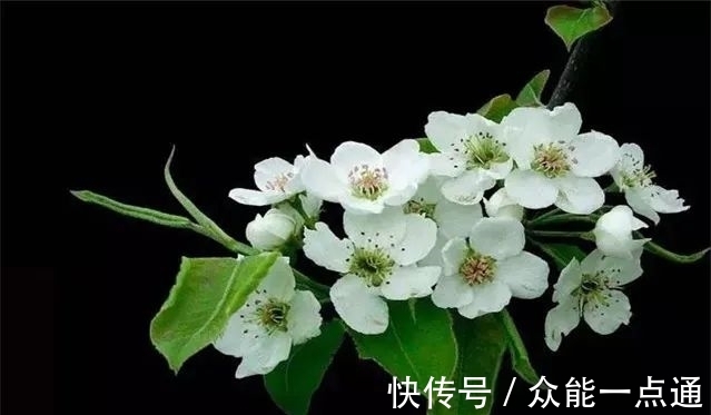 鸡鸣&《晋书》浓缩的10句精华,读史明鉴,知往鉴今!