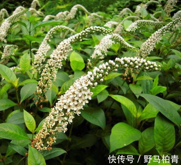 野菜|女人多吃以下4种野菜,能美容养颜,解毒消肿,早知早受益