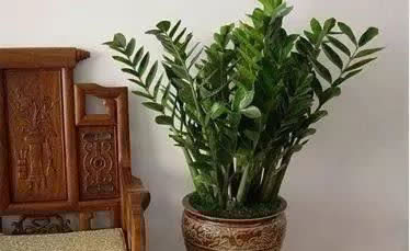 养花不如“养树”，这3种最合适，养人、旺财、吸甲醇，值！