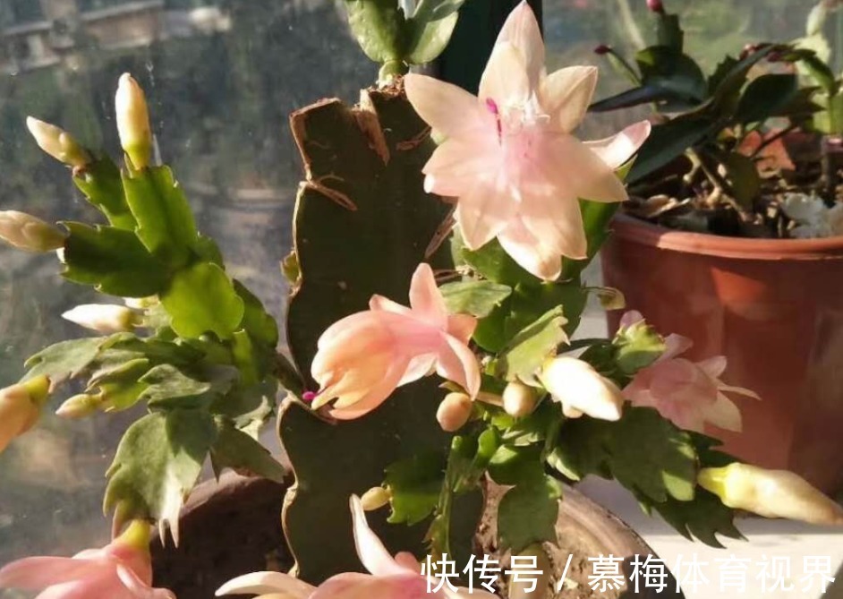 蟹爪兰度夏如渡劫，日常盆栽做好此3点，秋凉才能呼呼窜花苞