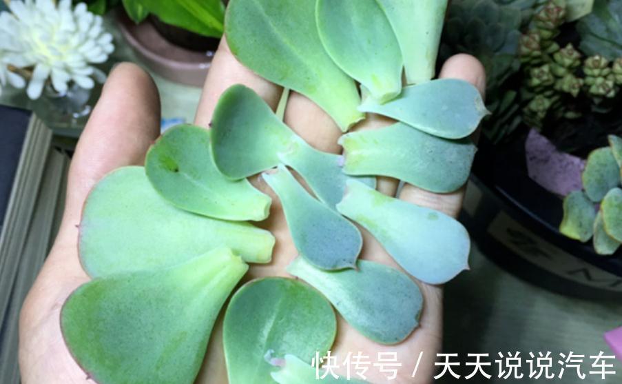 徒长后的多肉该怎么处理？砍头、扦插，按这些步骤操作准没错