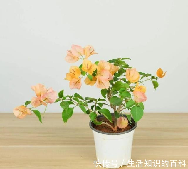 想省心就养这些花，没有病虫害，就爱开花！想省心就养这些花，没有病虫害，就爱开花！