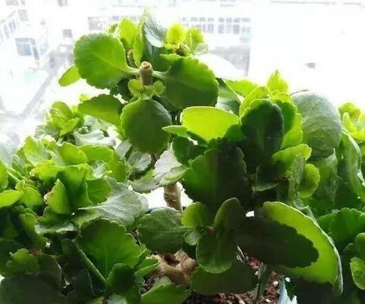 养花土太硬1种“液体”浇盆里!铲不动的土壤,10分钟后变松软