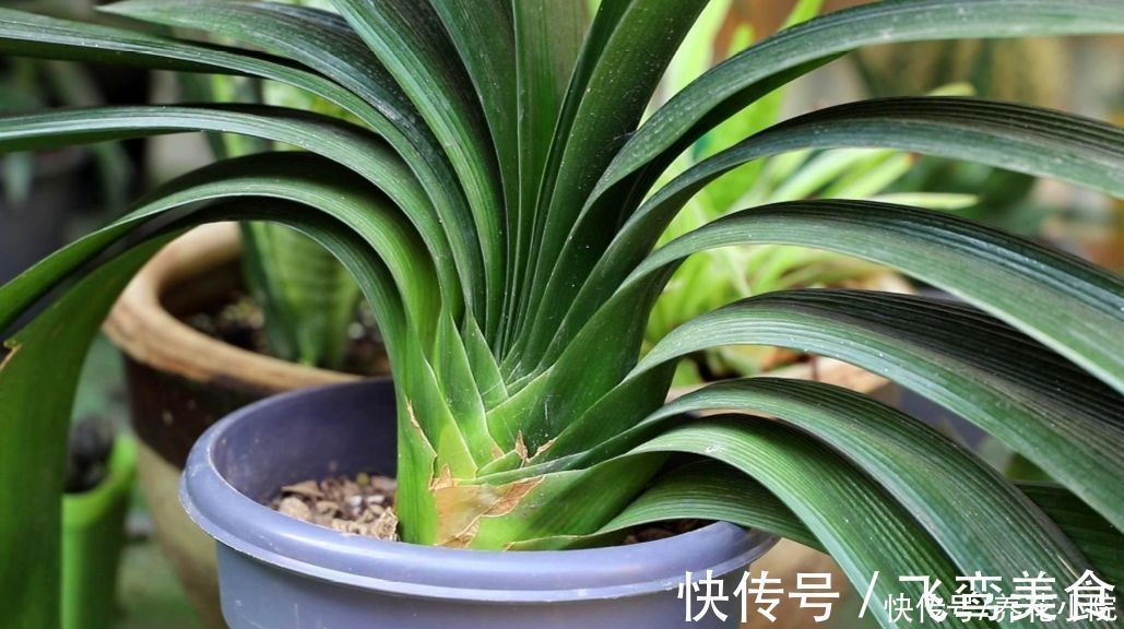 养君子兰,掌握4个养护“技巧”,根系粗壮,叶子油绿光亮