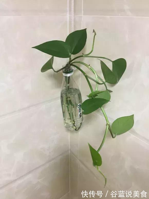 塑料瓶扔了太可惜!用来养绿萝,效率高,成活快,一养一大片!