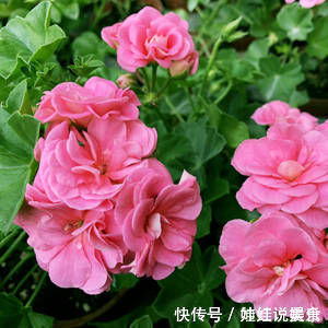 1种花,开花漂亮,花期长花量大,连叶子都有香味,值得拥有