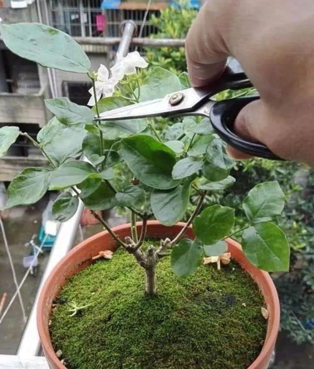 长寿月季花后赶紧剪一刀,剪完就开花,一直剪一直开!