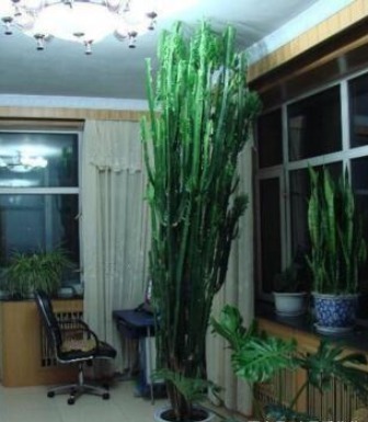 4种健康花,吸甲醛、促睡眠,“守护”家人健康,可以多养几盆