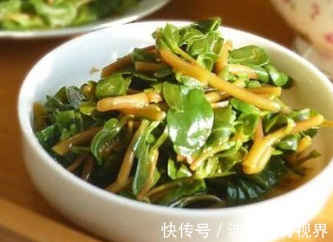 马齿苋|在客厅养一盆“它”,能够处理“白发”困扰,白头偷偷长出黑发!