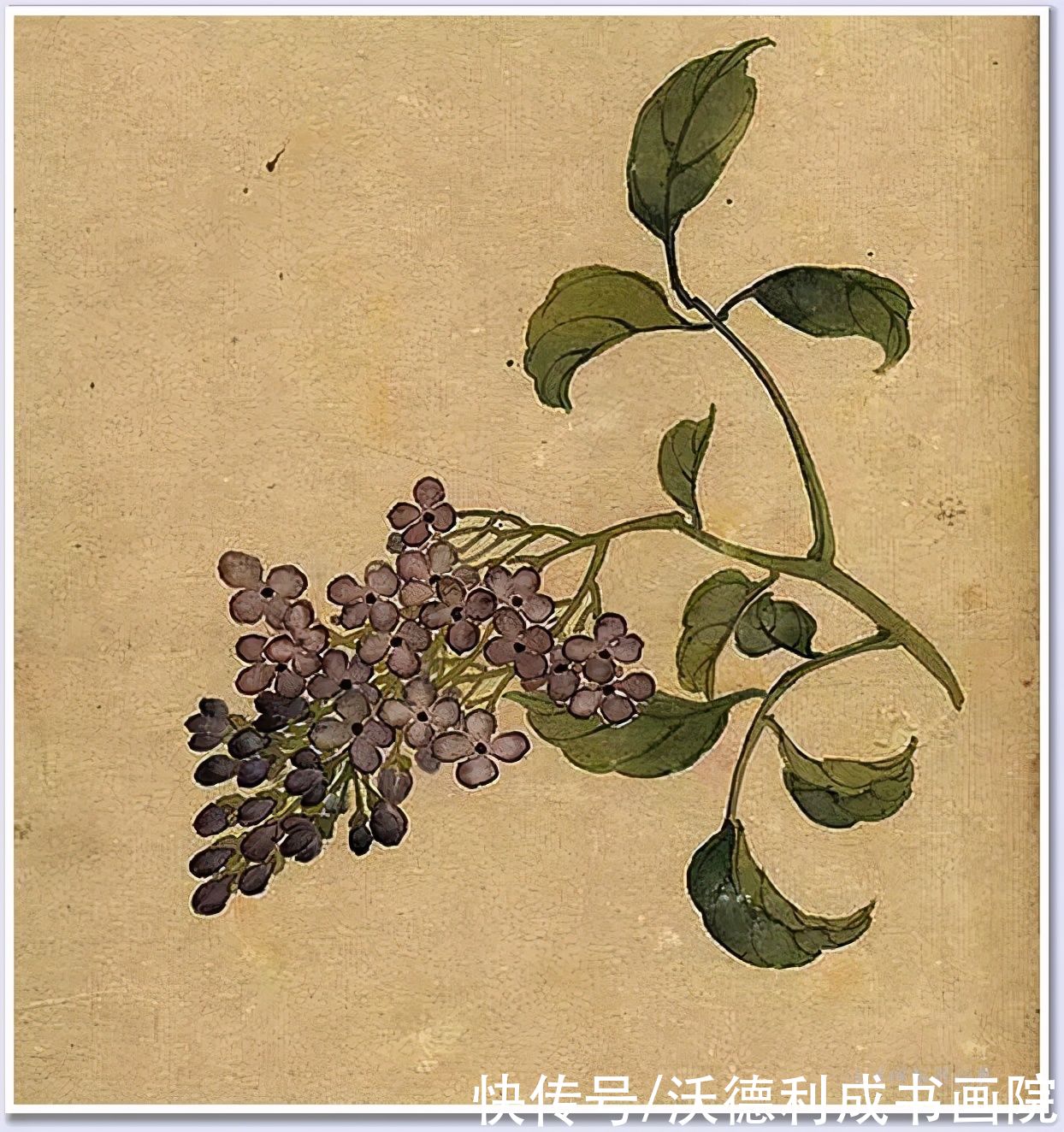 画菊|没骨百花图欣赏，美到骨子里