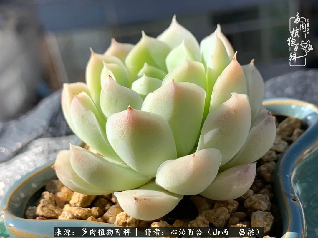 夏季的多肉，绿色才是主色调！努力呵护，期待绽放的那一刻！