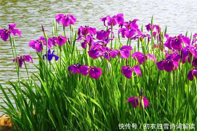 菖蒲!古诗词中九首青青夏色:山青青,水青青,垂杨鸥不惊