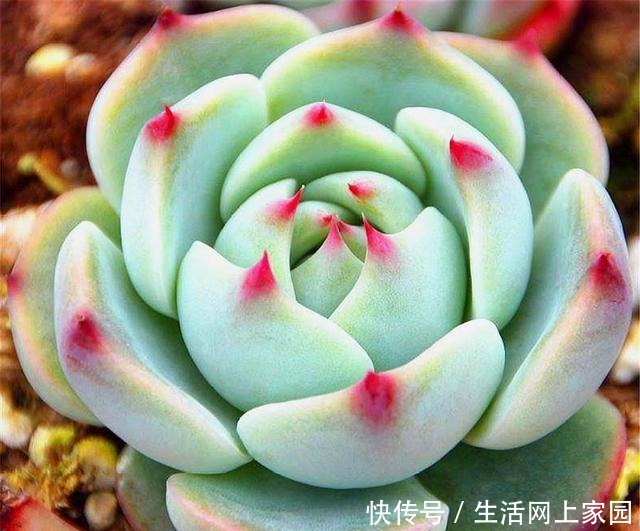 多肉吉娃莲爱摊大饼从这“3方面”着手改进,20天展现贵妃醉酒!