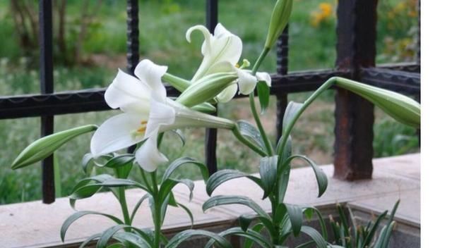 浇水|好养漂亮的“4种花”,阳台室内养一盆,浇水就长爆盆,开花不断