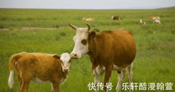 生肖牛|生肖牛，性格温和，对每个人的态度都十分友好，勤劳本分