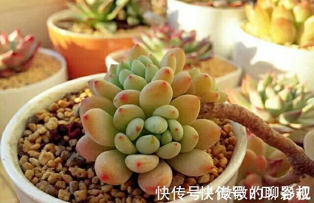 植株|多肉中的高端货,甜美又可爱,浑身散发糖果香,你喜欢吗