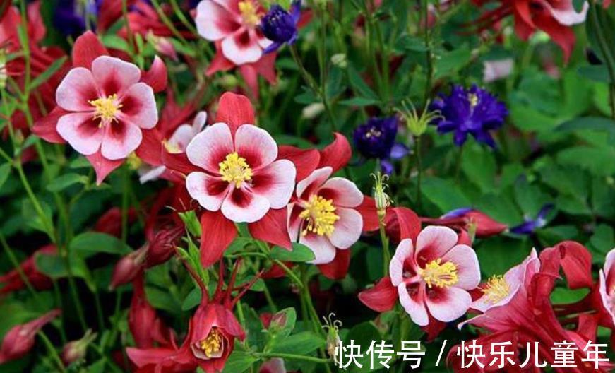 6种漂亮花,现在养一盆正当时,大雪覆盖花更艳,零下20℃也生机