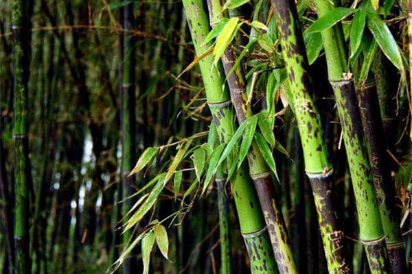 晴雯&贾宝玉送2条旧手帕,到底是啥情谊,让黛玉浑身火热,满面通红?