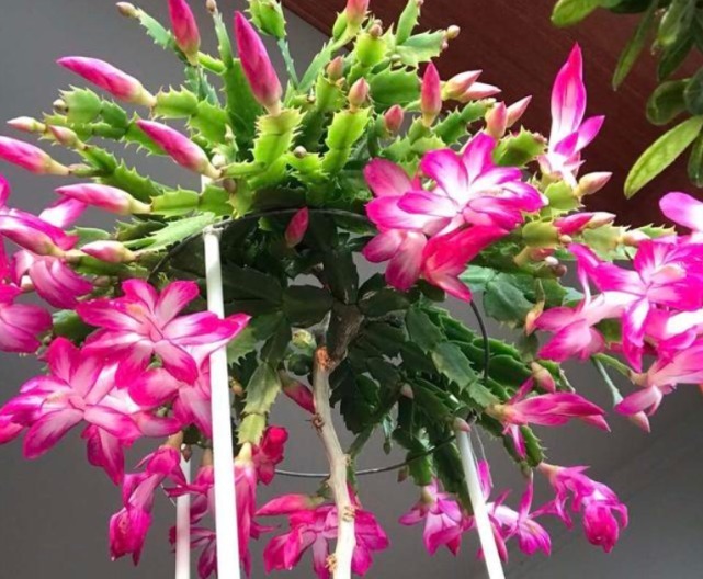 悄悄告诉你,花卉不开花,用点“催花水”,花开满盆,变养花高手